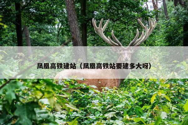 凤凰高铁建站（凤凰高铁站要建多大呀）