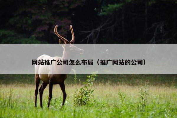 网站推广公司怎么布局（推广网站的公司）